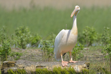 White Pelican on a Log