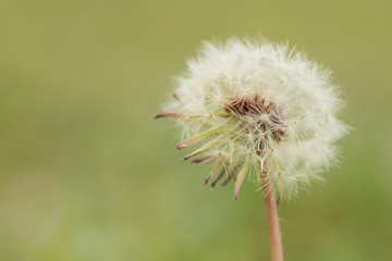 Dandelion close-up on green background