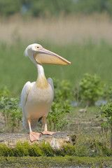 White Pelican on a Log