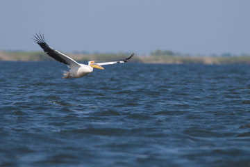White Pelican