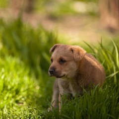 cute puppy sitting in grass