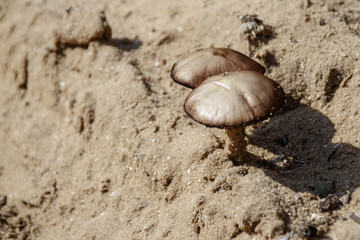 Two poisonous mushrooms growing from sand close up background wallpaper