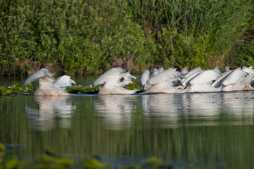 White Pelican in Danube Delta