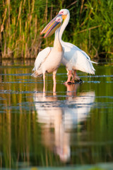 Naklejka na ściany i meble White Pelican in Danube Delta