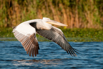 White Pelican in Danube Delta