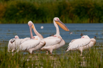 White Pelican in Danube Delta