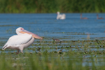 White Pelican in Danube Delta