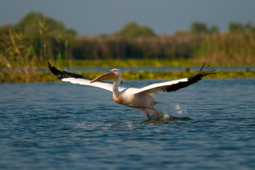 Obraz premium White Pelican in Danube Delta