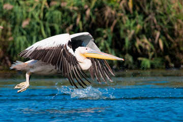 White Pelican in Danube Delta
