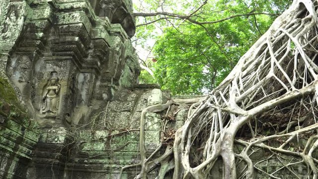 panning shot of strangler fig roots at ta prohm temple near angkor wat, cambodia