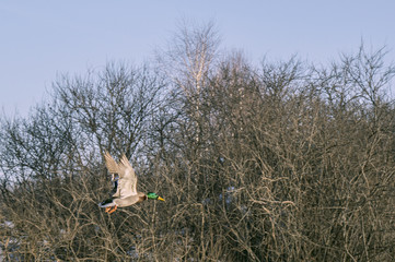Ducks fly in the sky in winter