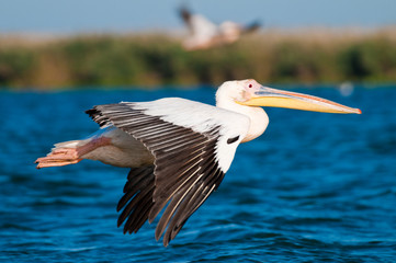 Fototapeta premium White Pelican in Danube Delta