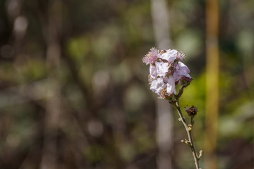 Pink blackberry flowers on a stalk close up on a green blurred background