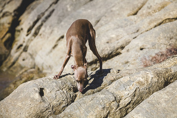 Little italian greyhound dog in the beach