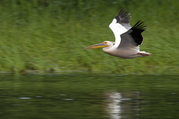 White Pelican In Flight