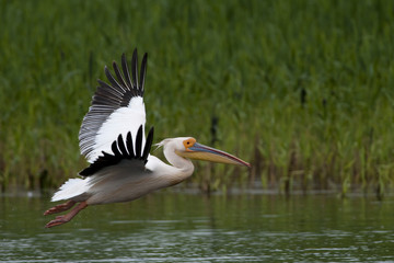 White Pelican in Danube Delta