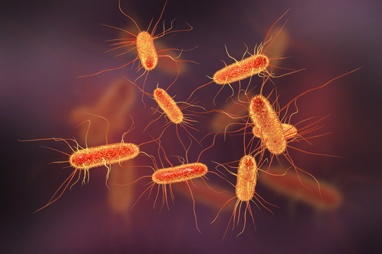 Escherichia coli bacterium, E.coli, gram-negative rod-shaped bacteria, part of intestinal normal flora and causative agent of diarrhea and inflammations of different location, 3D illustration