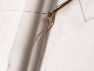 Long Body and Green Eyes Grasshopper
