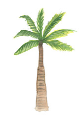 coconut tree watercolor illustration, isolated nature on white background - 191867349