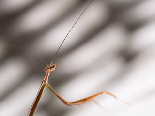 Long Grasshopper Body in The White Striped Background
