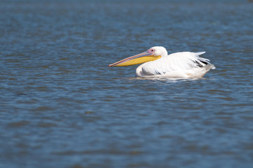White Pelican in Danube Delta