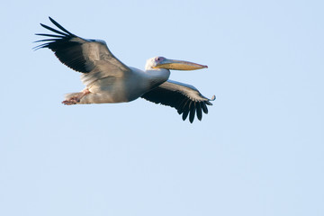 White Pelican in flight