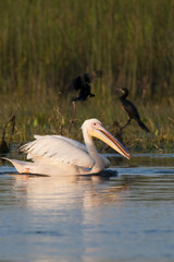 White Pelican on water