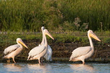 White Pelican in Danube Delta