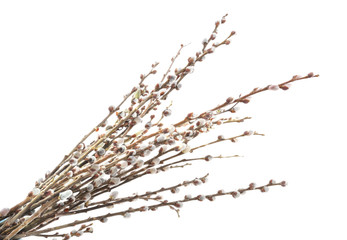 Spring willow branches.