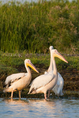 White Pelicans on shore