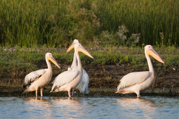 White Pelican in Danube Delta