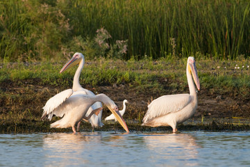 White Pelican Scratching