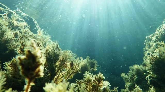 Underwater view of sunrays over a reef in Mediterranean sea