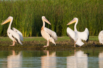 White Pelicans on shore
