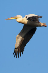 White Pelican in Danube Delta