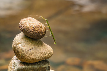 Fototapeta na wymiar A green stick insect stands upon a rock stack in the Gold Coast hinterland. Zen rock stack with green stick insect.
