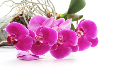 Bouquet of violet orchids.