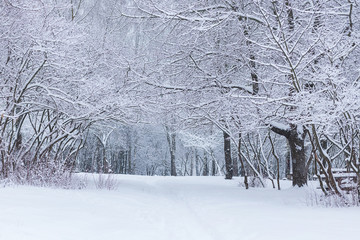 winter forest landscape with snow