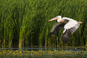 White Pelican in flight