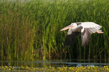 Obraz premium White Pelican in flight