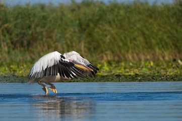 White Pelican Taking off