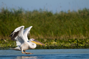 White Pelican Taking off