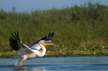 White Pelican Taking off