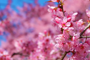 Beautiful cherry blossom, pink sakura flowers with blue sky in spring. Soft focus.