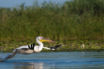 White Pelican in Danube Delta