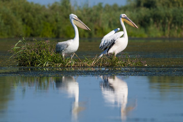White Pelican in Danube Delta