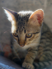 Tabby Kitten in front of backlit