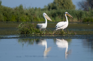 White Pelican in Danube Delta