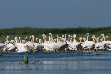 White Pelicans Colony