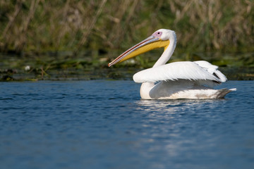 White Pelican in Danube Delta